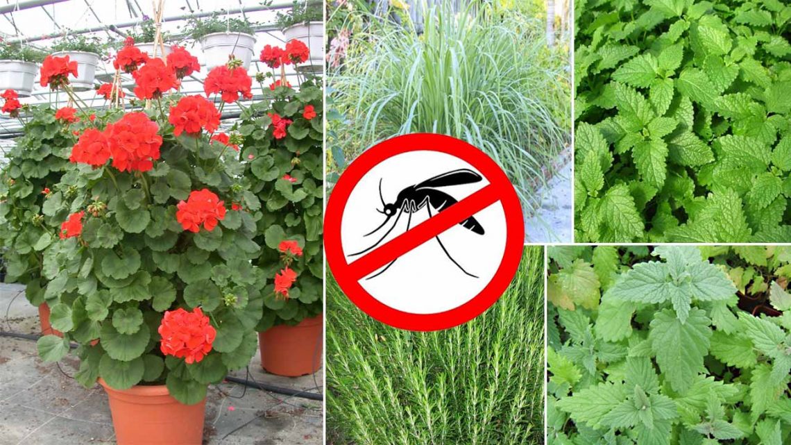 11 Plantes Anti-Moustique Que Vous Devriez Avoir Chez Vous - Bon À Savoir