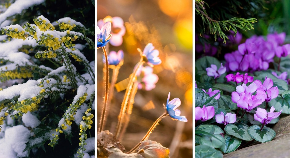 Les 10 plus belles fleurs d’hiver à avoir dans son jardin Bon À Savoir — free download