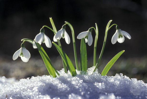 Les 10 Plus Belles Fleurs D’hiver à Avoir Dans Son Jardin - Bon À Savoir