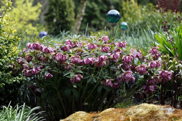 Les 10 Plus Belles Fleurs D’hiver à Avoir Dans Son Jardin - Bon À Savoir