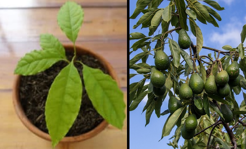 Faites Pousser Un Avocatier Dans Votre Maison… Une Superbe Plante Gratuite !