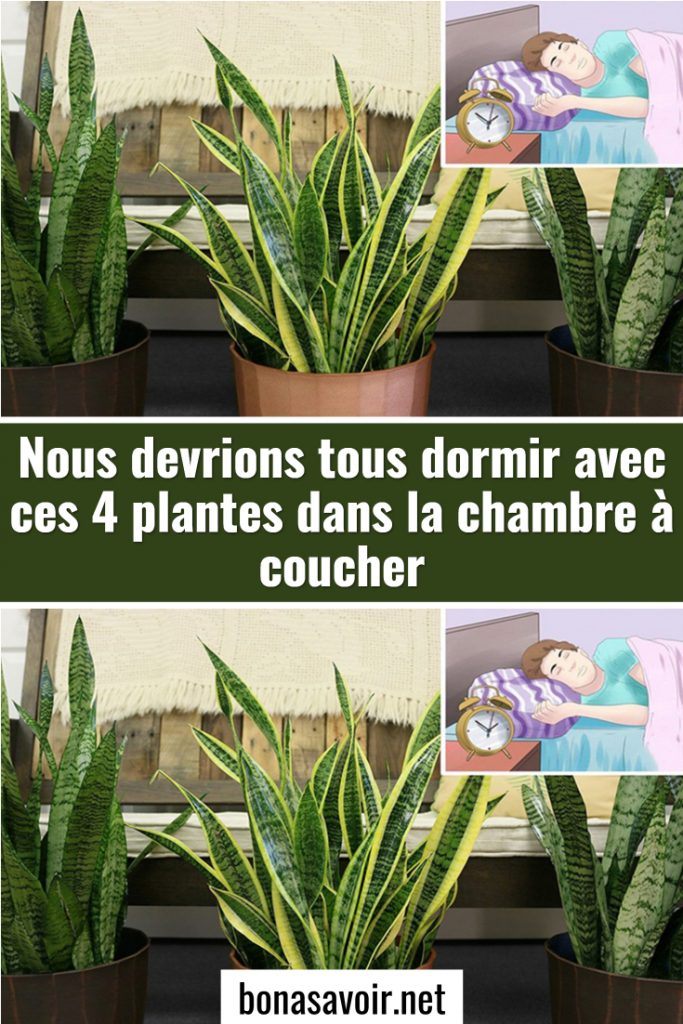 Nous devrions tous dormir avec ces 4 plantes dans la chambre à coucher — free download