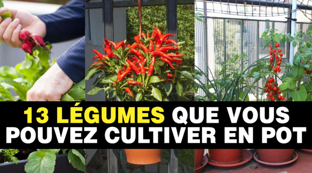 13 légumes que vous pouvez cultiver en pot