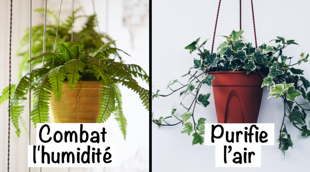 9 plantes d'intérieur pour améliorer l'air de votre maison