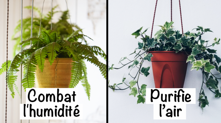 9 plantes d'intérieur pour améliorer l'air de votre maison