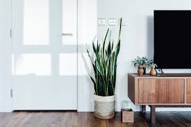 9 plantes d'intérieur pour améliorer l'air de votre maison