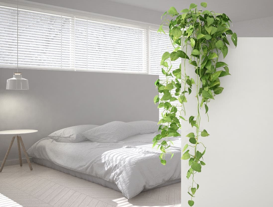 9 plantes d'intérieur pour améliorer l'air de votre maison
