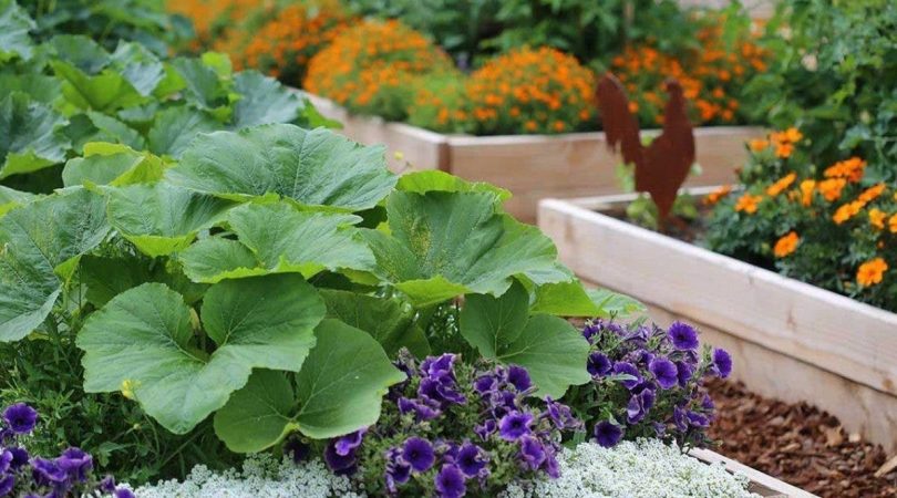 Pourquoi les jardiniers devraient toujours planter des fleurs à côté des légumes