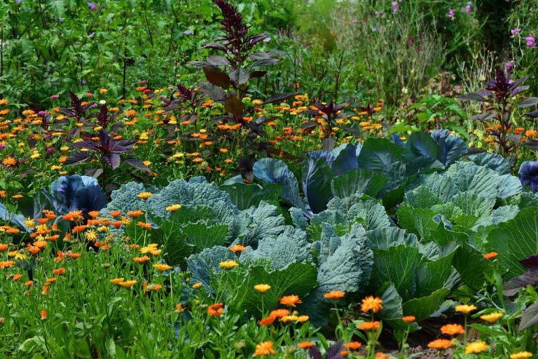 Pourquoi les jardiniers devraient toujours planter des fleurs à côté des légumes