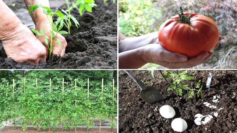 Voici LA BONNE FAÇON de Planter des Tomates (Et Avoir des Plants de 2 Mètres de Haut)