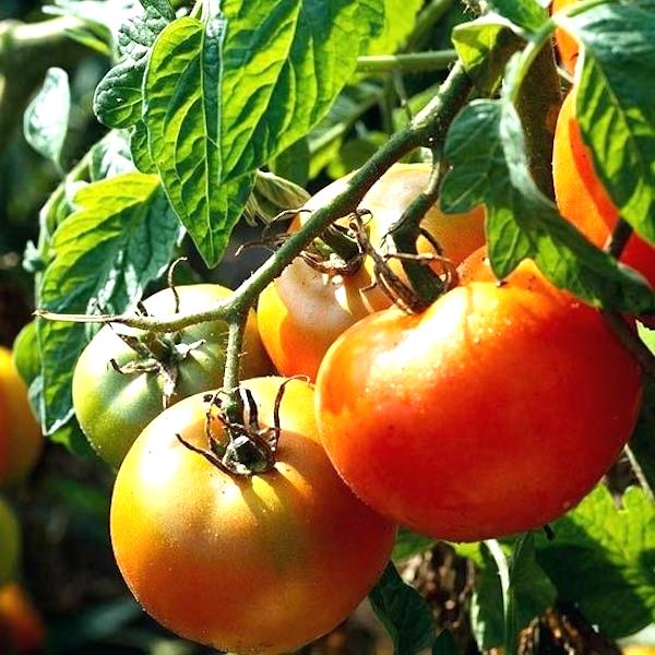 Voici LA BONNE FAÇON de Planter des Tomates (Et Avoir des Plants de 2 Mètres de Haut)