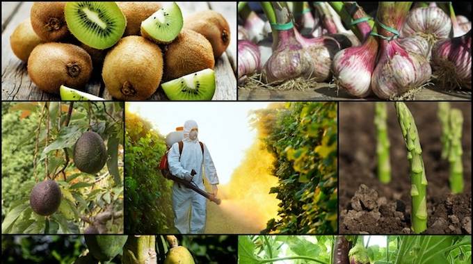Les 10 Fruits et Légumes Les PLUS Contaminés Par les PESTICIDES