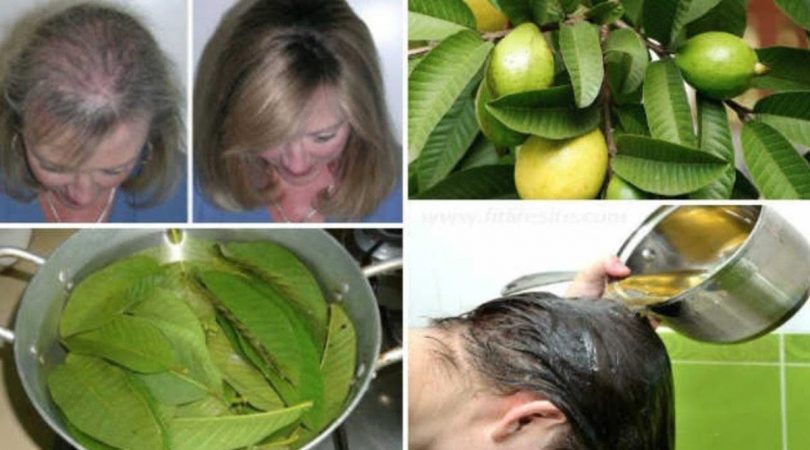 Les feuilles de goyave arrêtent la chute des cheveux et ajoutent du volume : voici la recette à faire à la maison