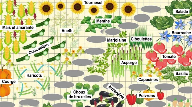 Pas de tomates à côté de vos concombres : Les secrets de jardinage pour une plantation et un potager plus productifs