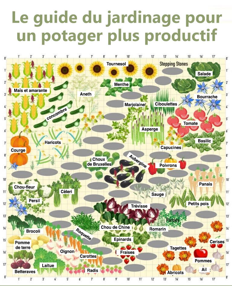 Pas de tomates à côté de vos concombres : Les secrets de jardinage pour une plantation et un potager plus productifs