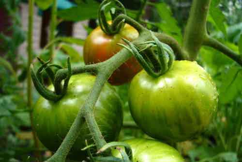 12 astuces à savoir pour que vos tomates poussent parfaitement