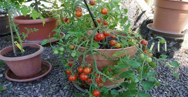 23 Astuces Pour Faire Pousser des tomates en pot