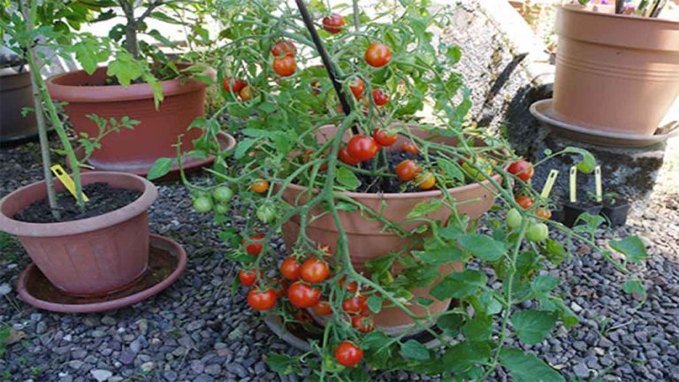 23 Astuces Pour Faire Pousser des tomates en pot