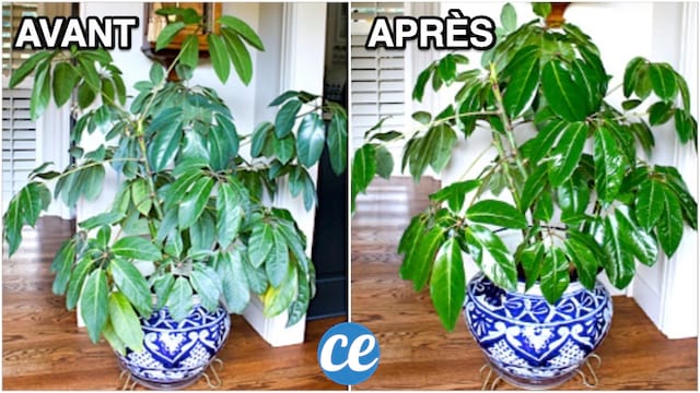 Plante Verte Qui Jaunit ? L'Ingrédient Miracle Pour La Raviver