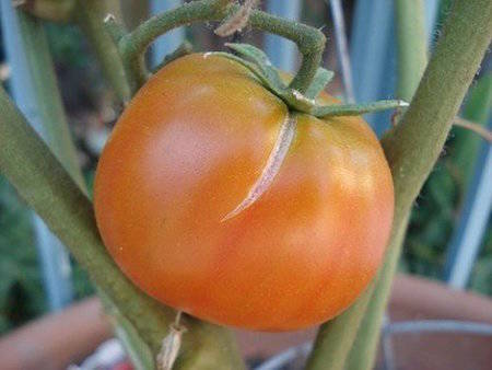 13 Astuces Pour Faire Pousser Plus de Tomates, Plus Grosses et Plus Savoureuses.
