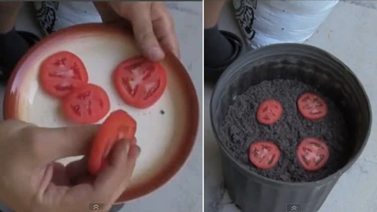 La Méthode La Plus Simple Au Monde Pour Faire Pousser des Tomates