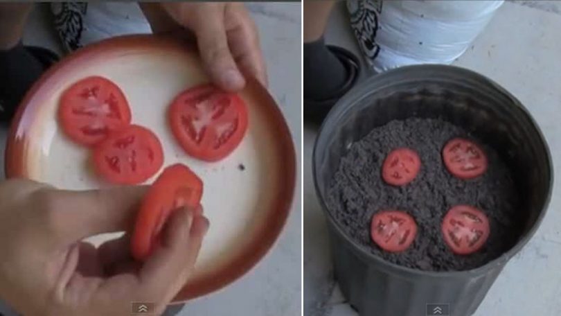 La Méthode La Plus Simple Au Monde Pour Faire Pousser des Tomates