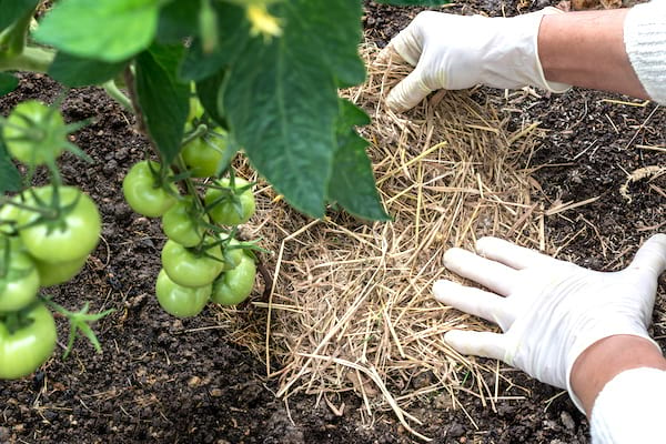 Les tomates comment faire pousser entre 15 et 30 kilos par pied, 10 Étapes Simples