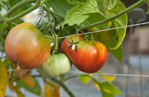 Les tomates comment faire pousser entre 15 et 30 kilos par pied, 10 Étapes Simples