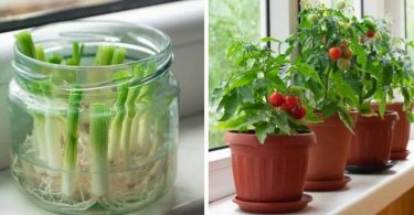 12 plantes et légumes que vous pouvez faire repousser à l'infini