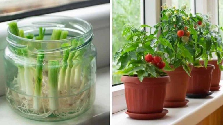 12 plantes et légumes que vous pouvez faire repousser à l'infini