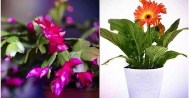 9 Plantes Qui Libèrent de l’Oxygène Même PENDANT LA NUIT