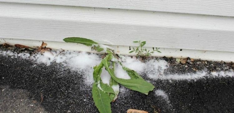 Ces jardiniers professionnels vous présentent 8 désherbants qui tueront vos mauvaises herbes, mais pas vos fleurs!