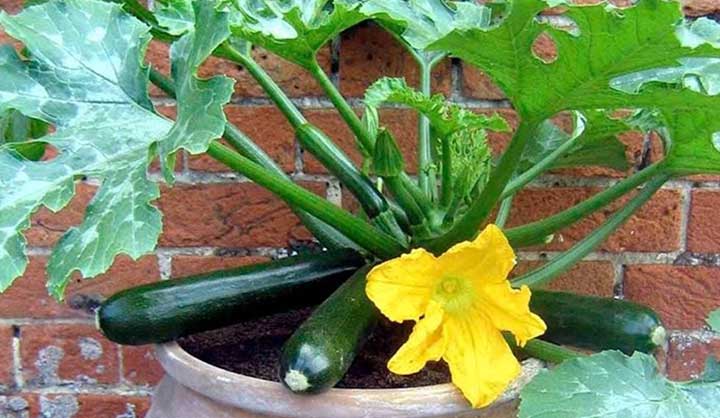 Comment faire pousser des courgettes sans jardin