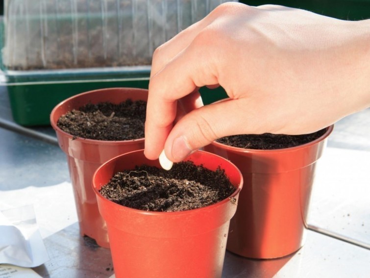 Comment faire pousser des courgettes sans jardin