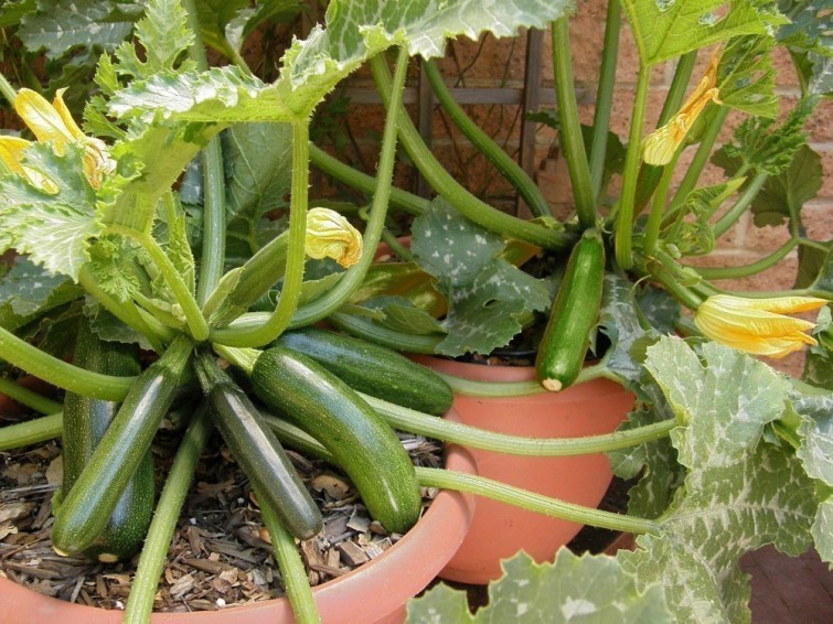Comment faire pousser des courgettes sans jardin