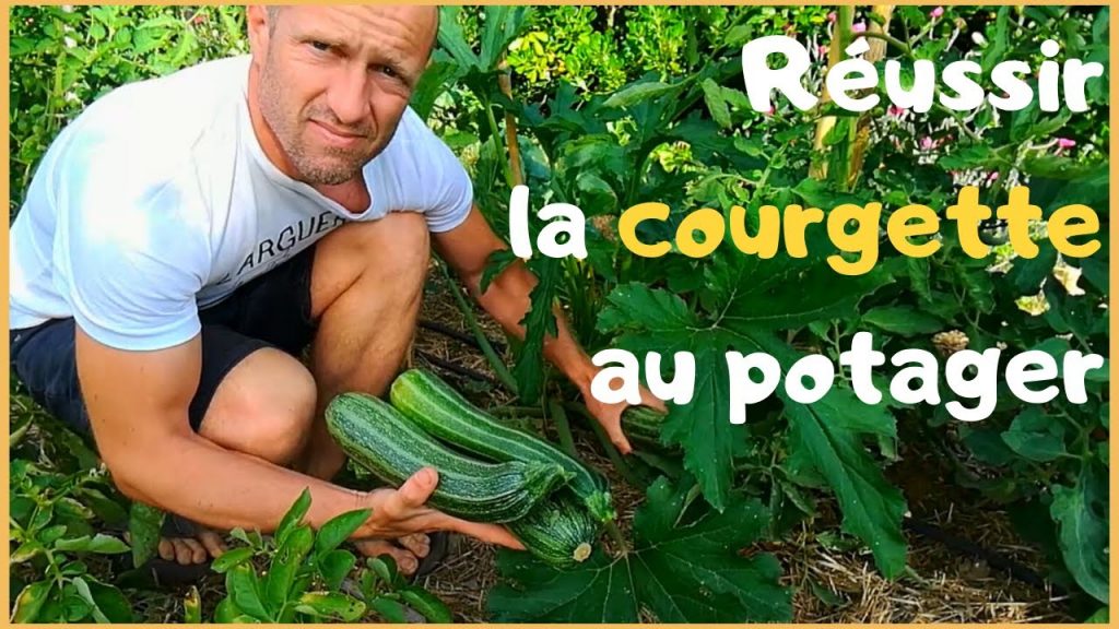 Planter les courgettes: Comment les réussir