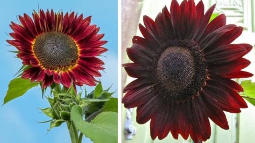 Pour changer des fleurs traditionnelles, voici le tournesol chocolat, aux pétales marrons et bordeaux