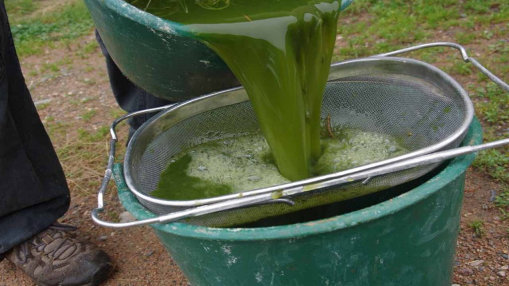 Purin d'Ortie : Recette et Utilisations Que Votre Potager Va ADORER