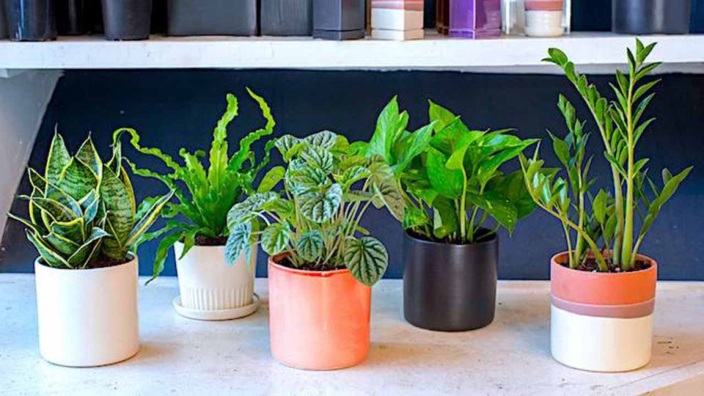 10 Plantes Impossibles à Faire Crever (Même Si Vous N'avez Pas la Main Verte)