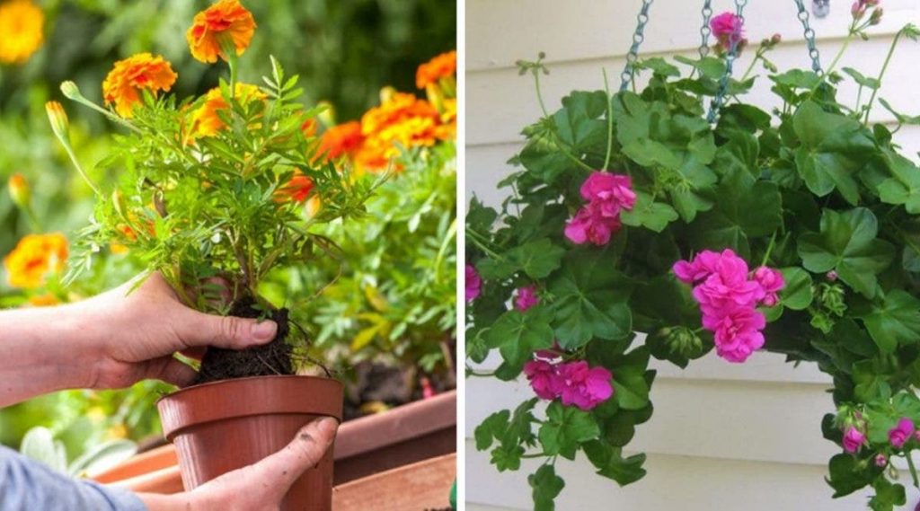 10 plantes anti-moustiques faciles à cultiver