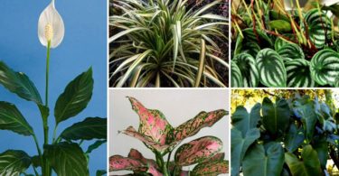 10 plantes d’intérieur qui n’ont pas besoin de soleil pour pousser