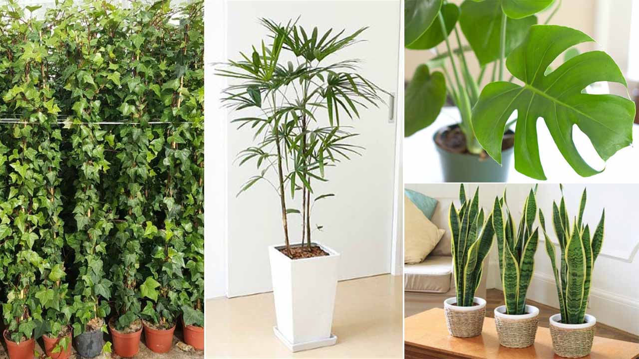 6 plantes qui sont de véritables bombes à oxygène qui dépolluent l’air de la maison