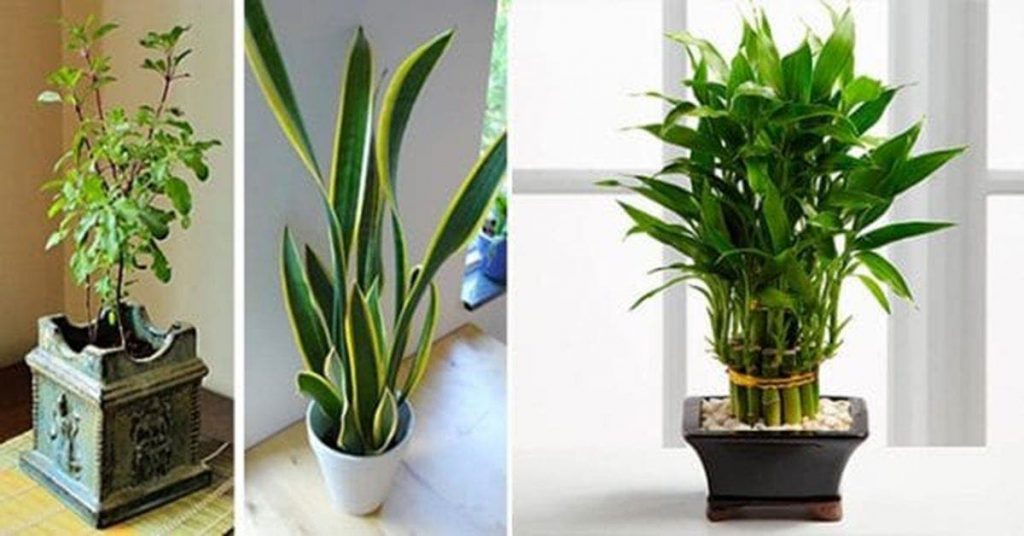 11 plantes qui attirent le bonheur, l’énergie positive et la prospérité dans votre maison