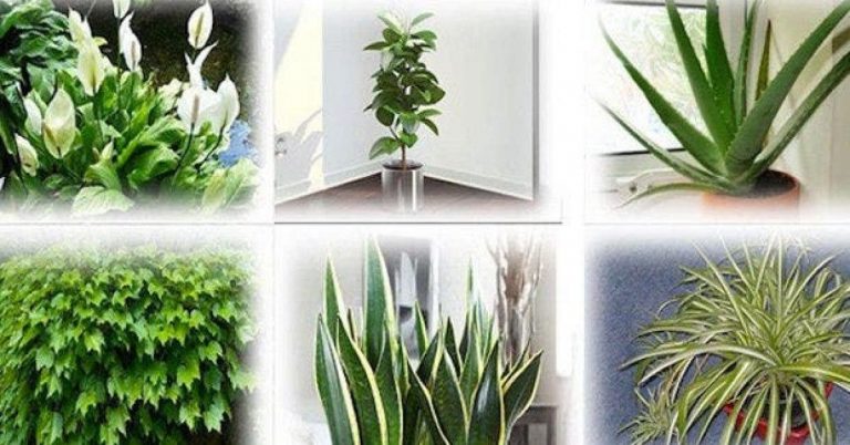 6 plantes qui purifient naturellement l’air de votre maison !