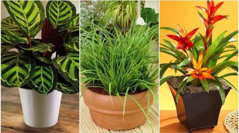 17 Plantes d'Intérieur Qui Poussent SANS Lumière du Soleil