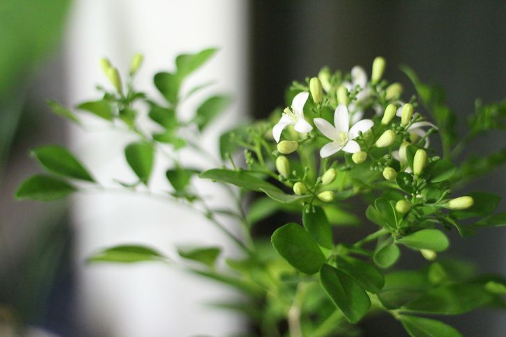 6 Plantes d’intérieur qui peuvent parfumer chaque pièce de ta maison