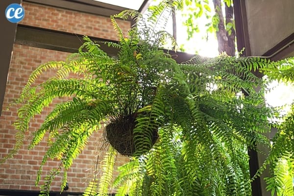 9 Plantes d'Intérieur Qui Nettoient l'Air de Votre Maison SANS Rien Faire