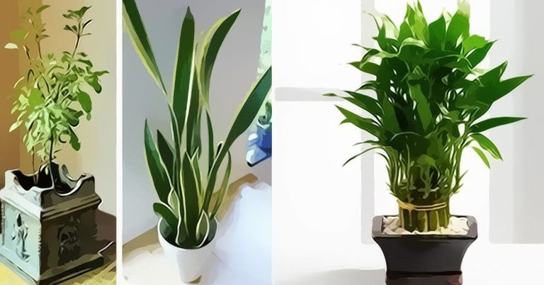 9 plantes pour attirer la chance, l’énergie positive et la prospérité dans votre maison