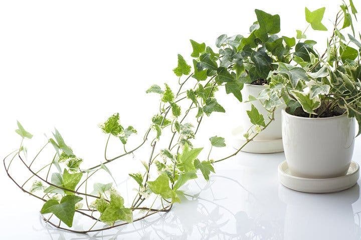 9 plantes pour attirer la chance, l’énergie positive et la prospérité dans votre maison