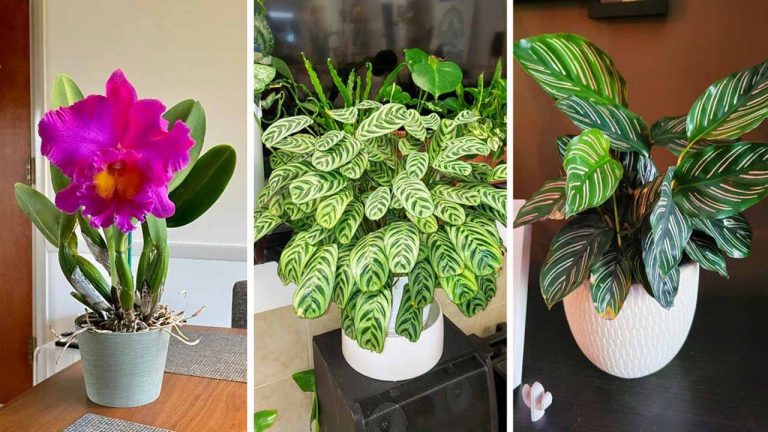 10 Plantes qui peuvent absorber l’humidité de la maison